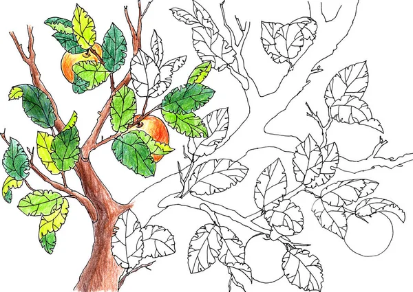 graphic coloring picture with apple tree and apples on branches on a white background