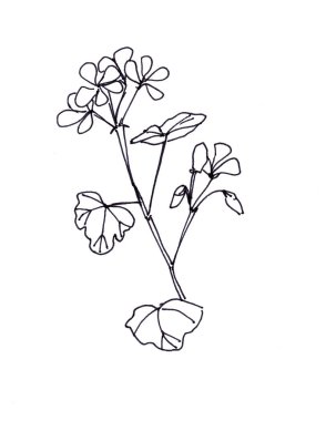 Beyaz zemin üzerinde sardunya çiçekleri çizen siyah ve beyaz grafik çizimi