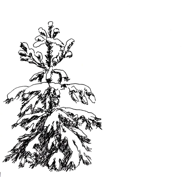 Černobílá Grafická Kresba Zasněžených Borovic Lese Bílém Pozadí — Stock fotografie