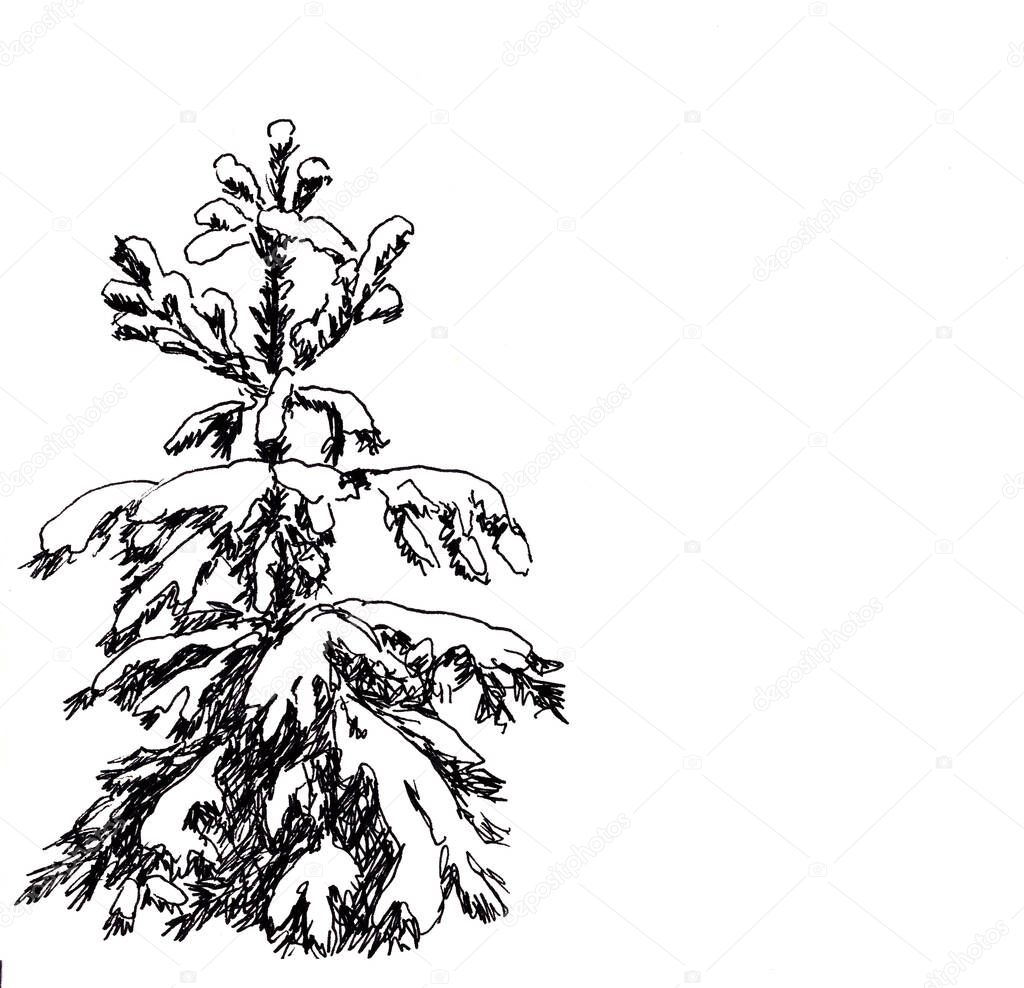 black and white graphic drawing of snowy pine trees in a forest on a white background