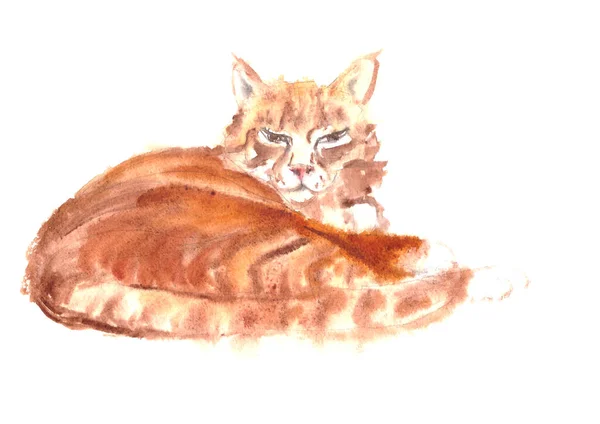 水彩画躺在白色背景上睡觉的条纹姜猫 — 图库照片