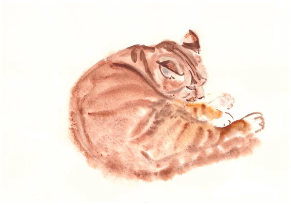 Aquarelle Couchée Chat Roux Rayé Dormant Sur Blanc — Photo