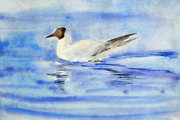 a white seagull with a black head and black wings ends sits on blue water. watercolor drawing