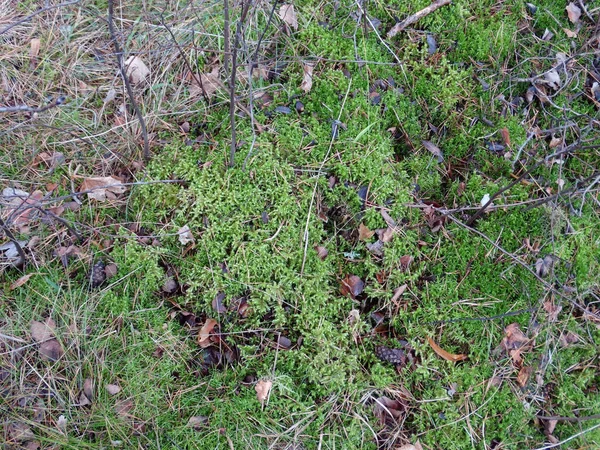 在模糊的春天背景上的绿色苔藓和干松针 — 图库照片