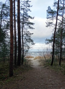 Çam ağaçlarının ve işyerlerinin ötesindeki DÜNYA 'ya giden yol