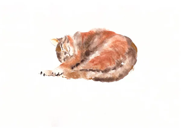 ภาพวาดส านอนหล บแมวลายข งบนพ นหล ขาว — ภาพถ่ายสต็อก