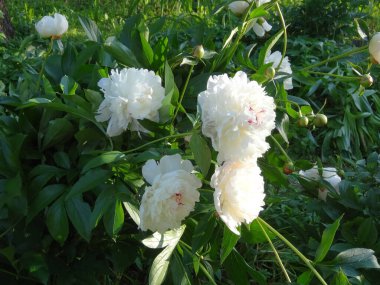 Kırmızılı yeşil arka planda beyaz çiçek açan şakayıklar.