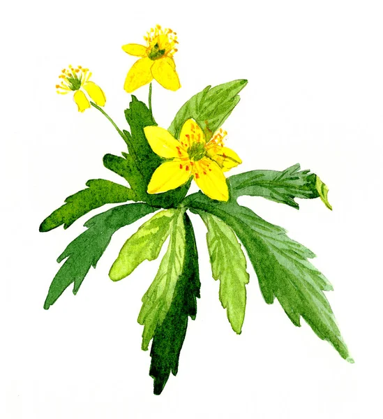 Raminho Anêmonas Floresta Florescendo Com Flores Amarelas Aquarela Desenho Multicolorido — Fotografia de Stock