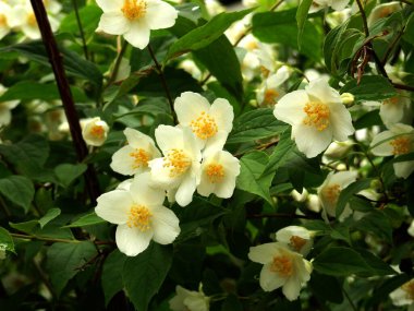 Bahar parkının bulanık yeşil arka planında çiçek açan beyaz yumuşak bir dalga.