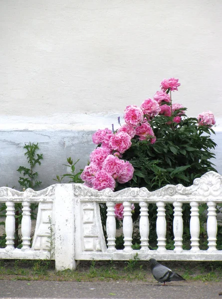 Кущі Квітучих Ніжних Рожевих Півоній Білим Парканом Місцем Тексту Чорному — стокове фото
