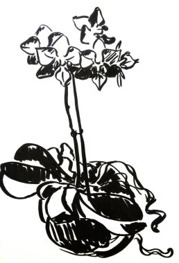 Beyaz arkaplanda bir çömlekte siyah ve beyaz grafik çizimi