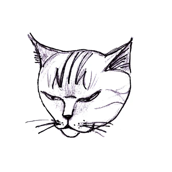 Черно Белый Графический Рисунок Головы Кошки Белом Фоне — стоковое фото