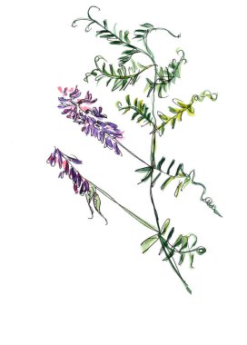 Mor çiçekli ve beyaz arkaplanlı narin yeşil yapraklı fare ineğinin suluboya çizimi