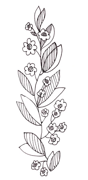 Ramita Gráfica Dibujo Blanco Negro Con Hojas Estrechas Flores Pequeñas —  Fotos de Stock