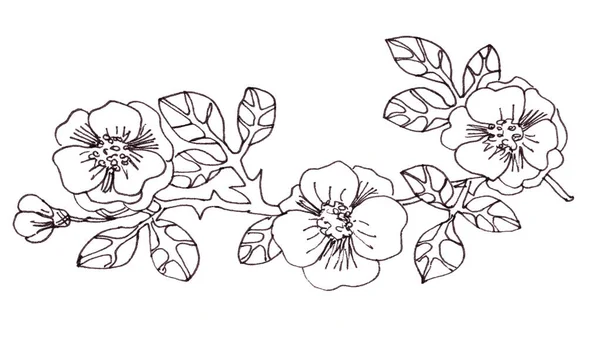 Dibujo Gráfico Blanco Negro Ramita Rosa Mosqueta Con Hojas Flores — Foto de Stock