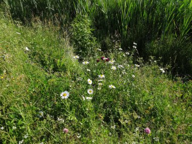 Beyaz yaz papatyaları yaz priparkının bulanık arka planında çayırlarda çiçek açıyor.