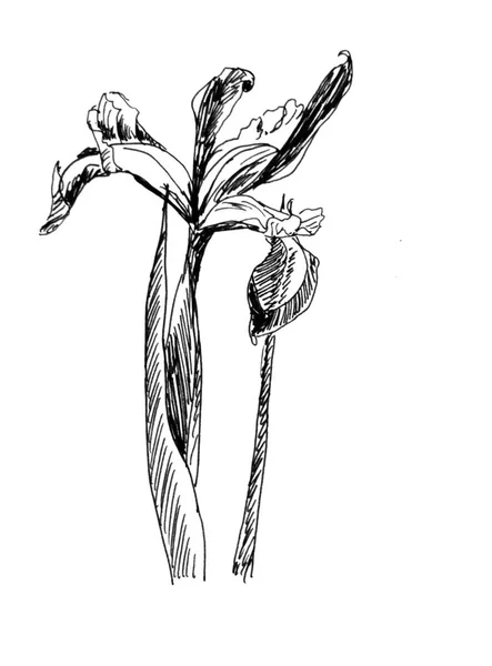 Dibujo Gráfico Lineal Blanco Negro Iris Floreciente Sobre Fondo Blanco — Foto de Stock