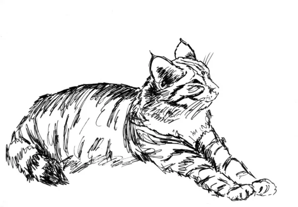 Black White Linear Drawing Lying Cat White Background — Stock Photo, Image