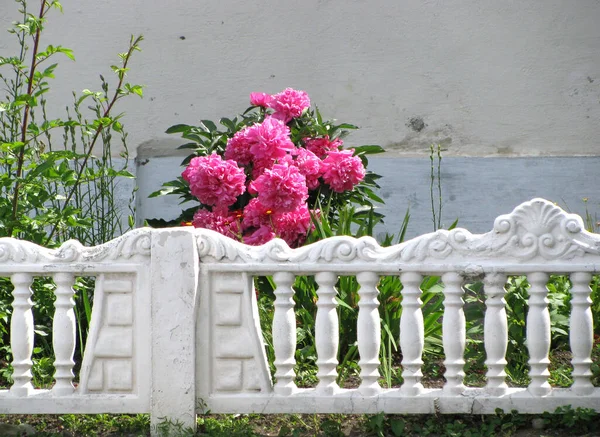 Кущі Квітучих Ніжних Рожевих Півоній Білим Парканом Місцем Тексту — стокове фото