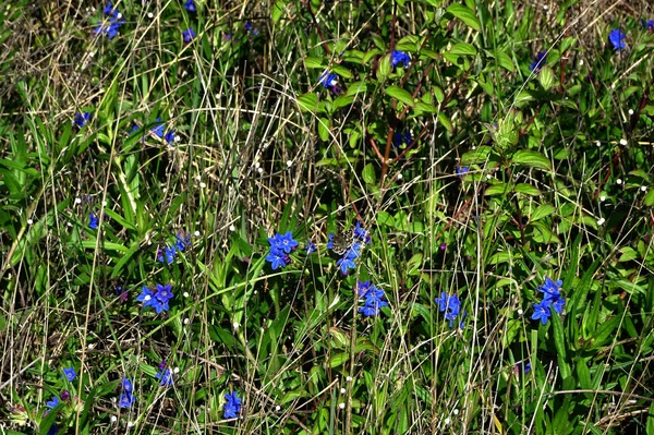 Çiçekli Mavi Orman Ciğerotu Pulmonaria Bahar Ormanının Bulanık Arka Planında — Stok fotoğraf
