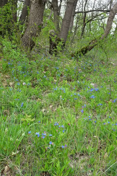 在朦胧的春天背景上绽放的蓝色森林 — 图库照片