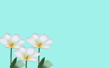 Üç beyaz açık lale, açık mavi arkaplanda sarı bir merkez.