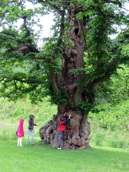 Viejo Árbol Textura Anudada Con Hueco Los Niños Sobre Fondo — Foto de Stock