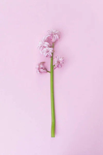 En elegant rosa hyacint blomma på rosa bakgrund — Stockfoto