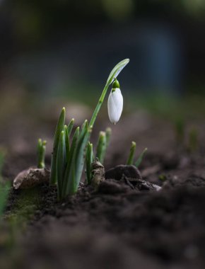 Baharın ilk belirtileri. Bahçedeki güzel kardamlası çiçeği.