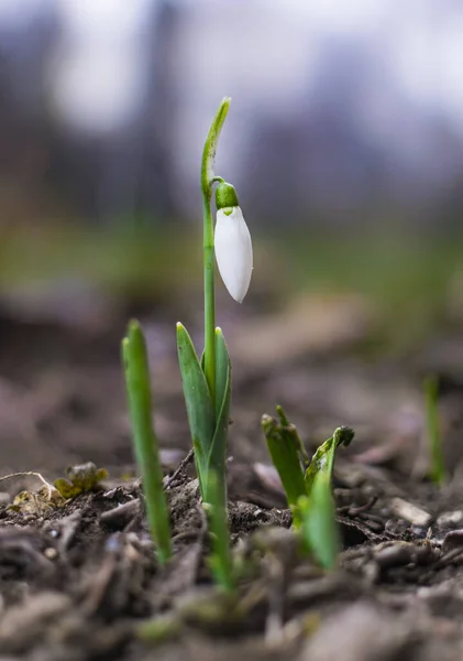 Första Tecknen Våren Vacker Snödroppe Blomma Trädgården — Stockfoto