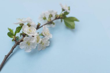 Açık mavi arka planda güzel erik çiçeği brunchları.