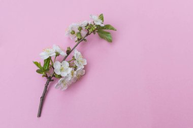 Pembe arka planda güzel erik çiçeği brunchları.