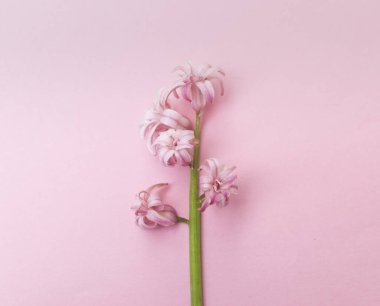 Pembe arka planda tek bir zarif pembe sümbül çiçeği..