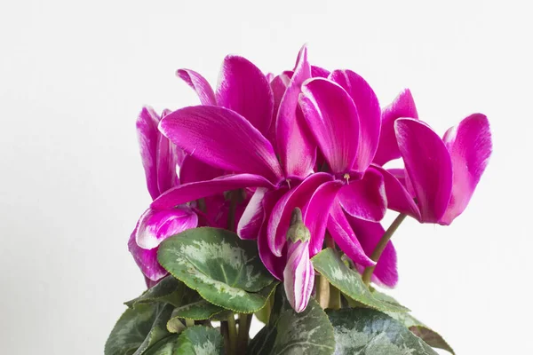 Beyaz arkaplanda çiçek saksılarında Cyclamen çiçeklerini kapat