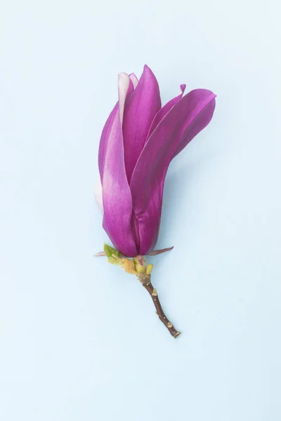 Vacker Rosa Magnolia Blomma Ljusblå Bakgrund — Stockfoto