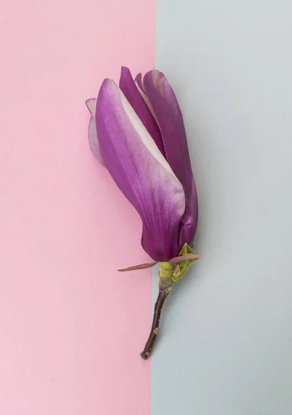 Vacker Rosa Magnolia Blomma Ljusblå Och Rosa Bakgrund — Stockfoto