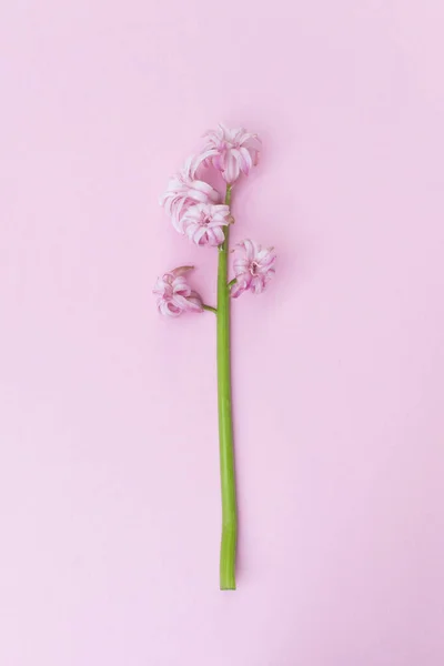 Elegant Rosa Hyacint Blomma Rosa Bakgrund — Stockfoto