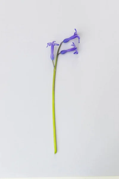 Pojedynczy Hiacynt Kwiat Jasnym Fioletowym Tle — Zdjęcie stockowe