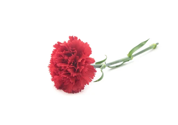 Beautiful Red Carnation Isolated White Background — Stock Photo, Image