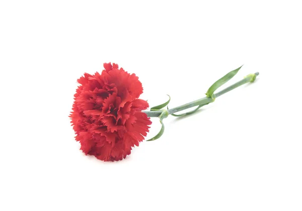 Beautiful Red Carnation Isolated White Background — Stock Photo, Image