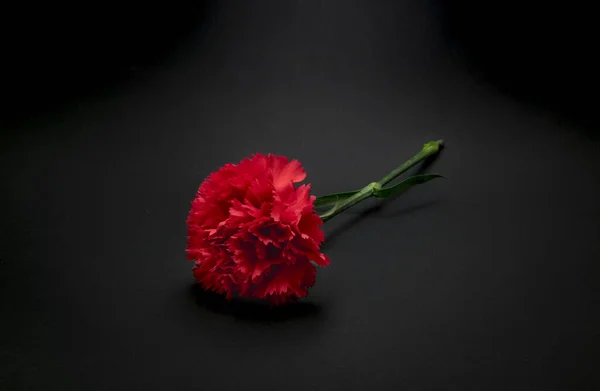 Beautiful Fresh Carnation Flower Black Background — Stock Photo, Image