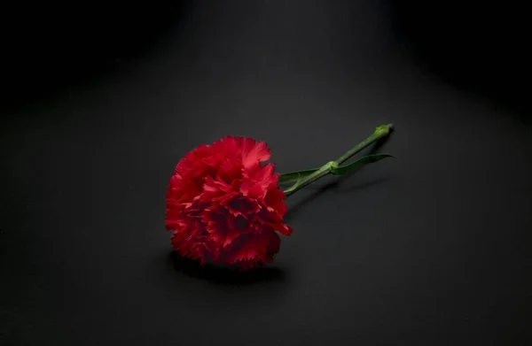 Beautiful Fresh Carnation Flower Black Background — Stock Photo, Image