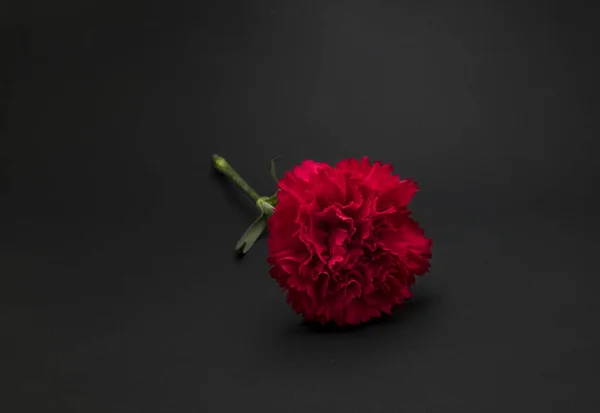 Όμορφο Φρέσκο Λουλούδι Γαρύφαλλο Μαύρο Φόντο — Φωτογραφία Αρχείου