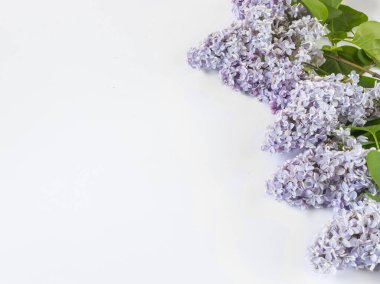 Beyaz arkaplanda kopyalama alanı olan açık mor eflatun dallar.