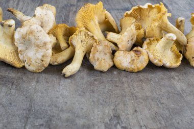 Kırsal ahşap arka planda sarı chanterelle (cantharellus cibarius).
