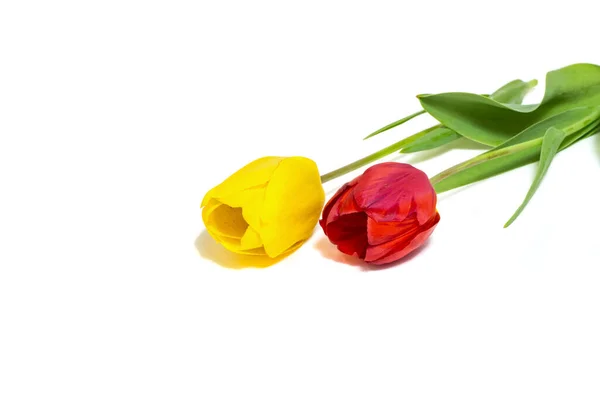 Красиві Жовті Червоні Тюльпани Ізольовані Білому Тлі Весняна Концепція — стокове фото