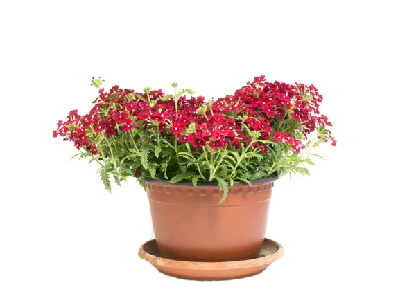 Beautiful Red Flowers Flowerpot Isolated White Background — Stock Photo, Image