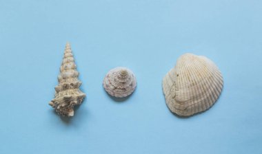 Açık mavi zemin üzerinde çeşitli deniz kabukları.
