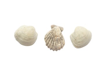 Beyaz arka plan üzerinde izole üç deniz kabukları.