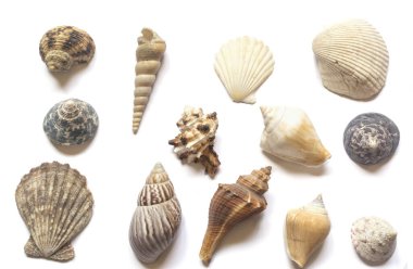 Çeşitli deniz kabukları beyaz arkaplanda izole edilmiş ve metin için yer var